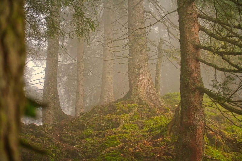 Treehouse in the forest